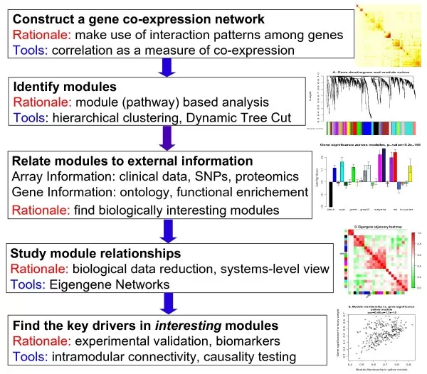 Overview of WGCNA methodology showing network construction, module detection, and trait association steps